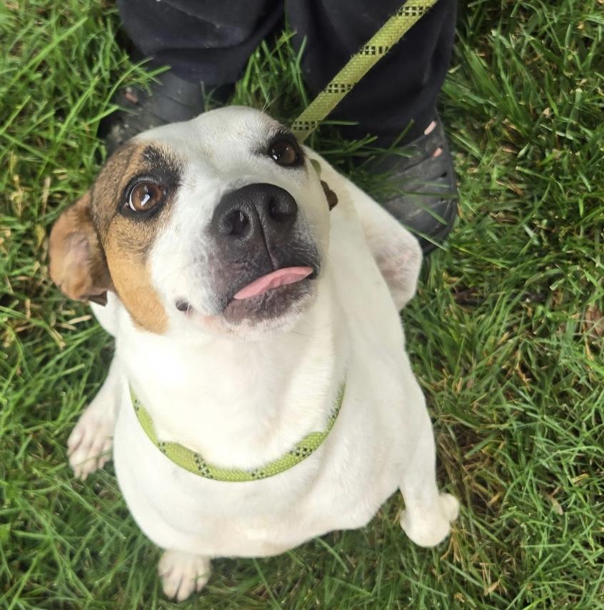 Bruno, a Adoptable mixed breed in Hopkinsville, KY image 1/4