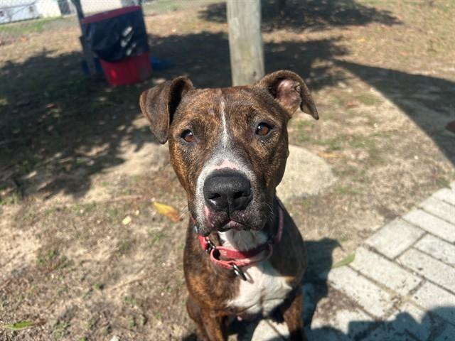 Enlarge MOLLY, a Adoptable mixed breed in Ocala, FL image 1/1