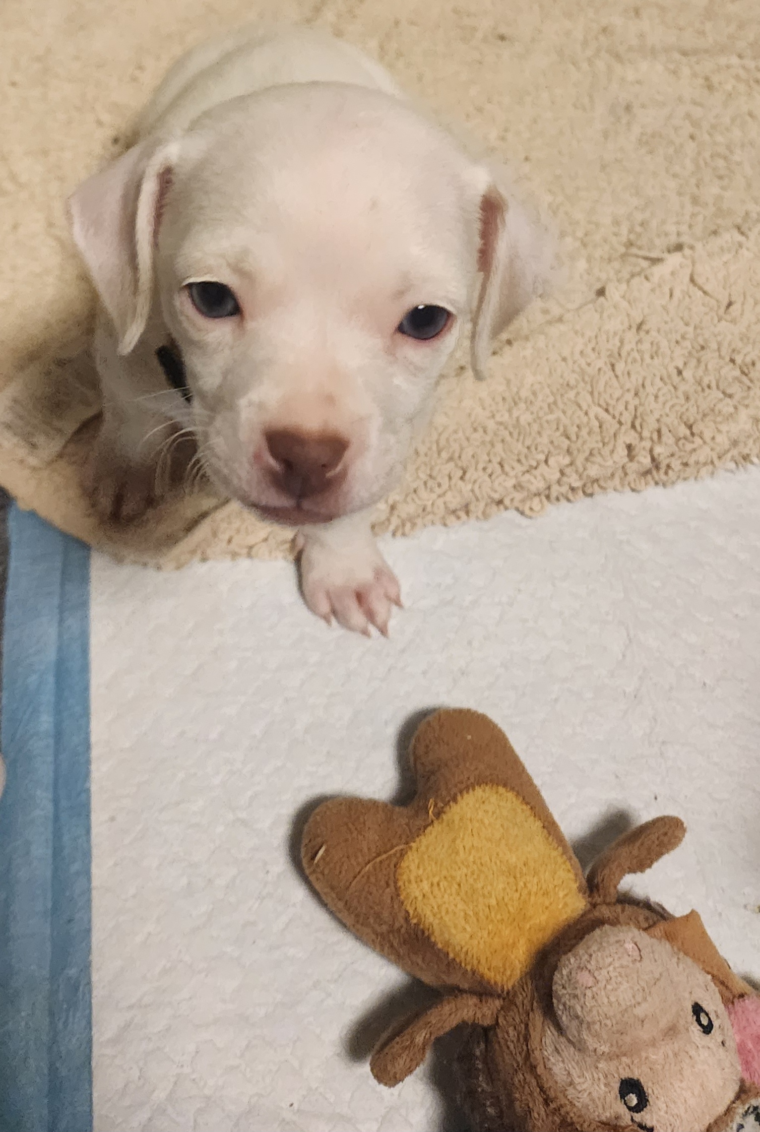 Snow, a Adopted mixed breed in Powder Springs, GA image 1/2