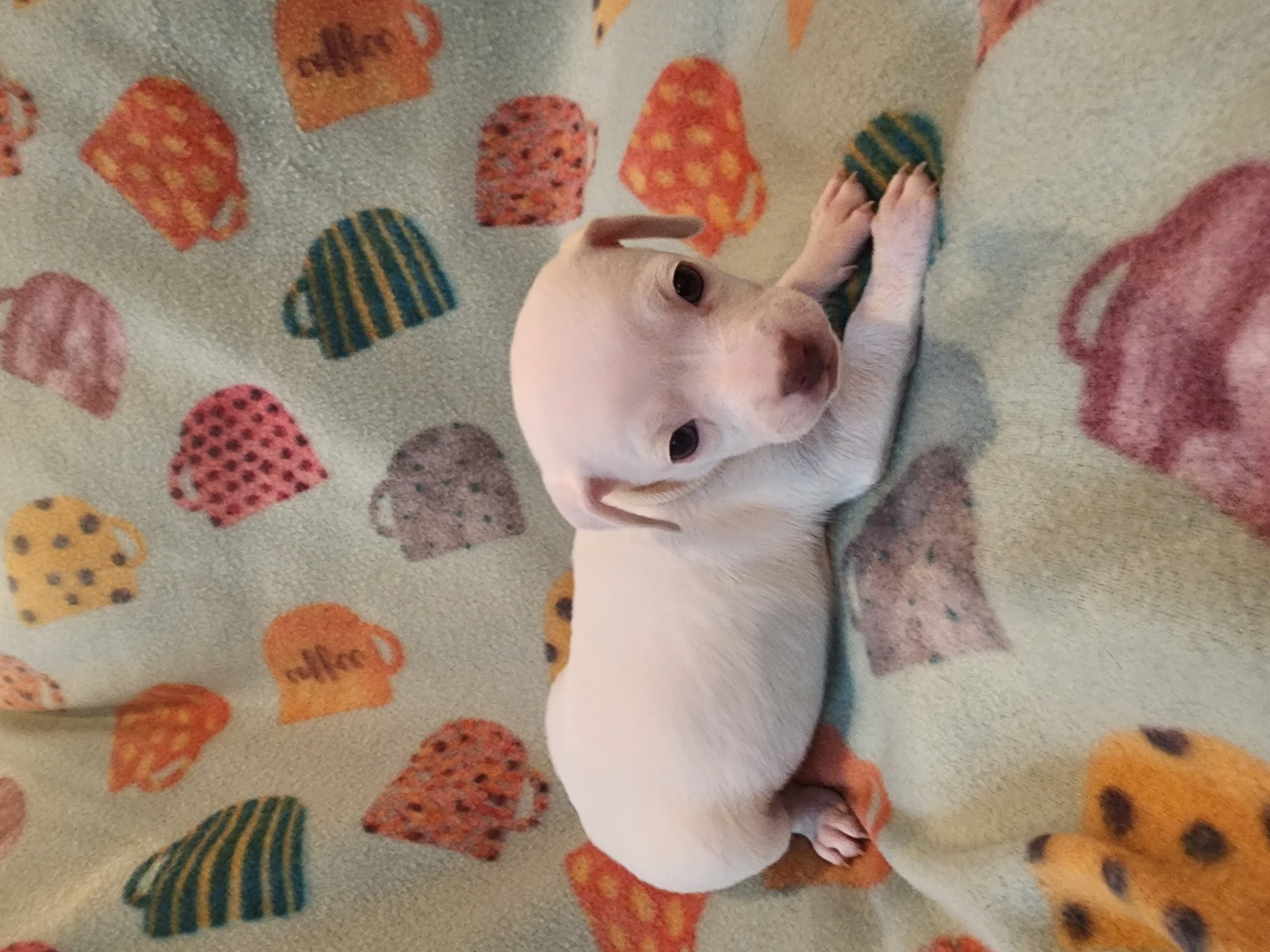 Snow, a Adopted mixed breed in Powder Springs, GA image 2/2