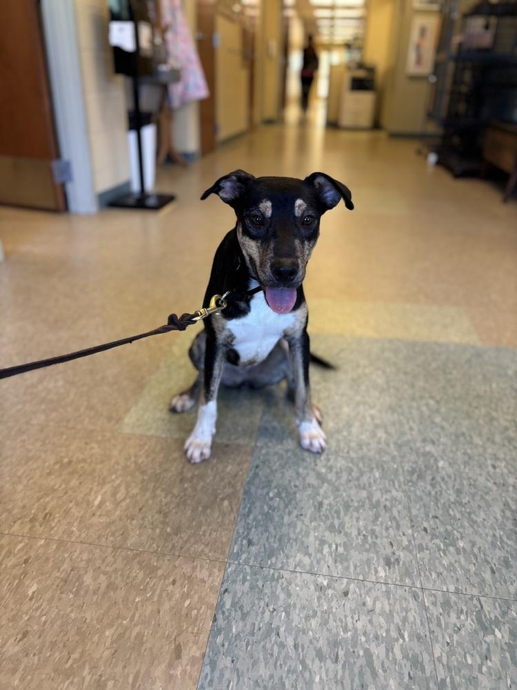 Enlarge Lady Boom Boom Barkington, a Adoptable mixed breed in Kalamazoo, MI image 1/6