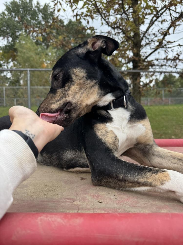 Enlarge Lady Boom Boom Barkington, a Adoptable mixed breed in Kalamazoo, MI image 2/6