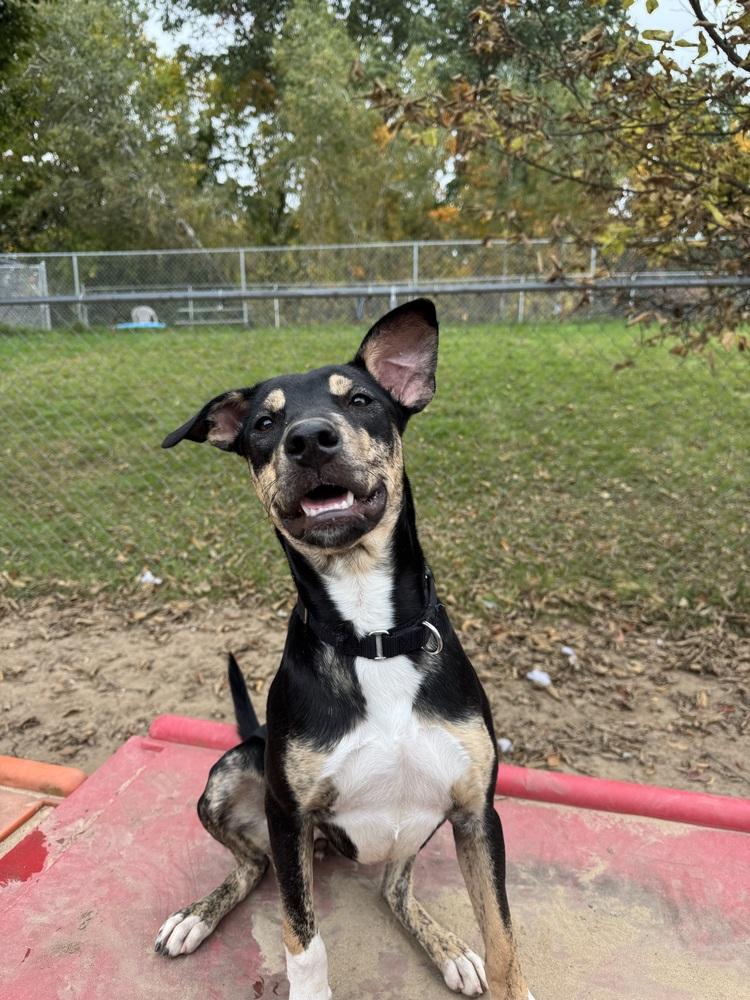 Enlarge Lady Boom Boom Barkington, a Adoptable mixed breed in Kalamazoo, MI image 3/6