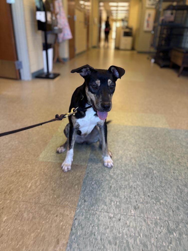 Enlarge Lady Boom Boom Barkington, a Adoptable mixed breed in Kalamazoo, MI image 4/6