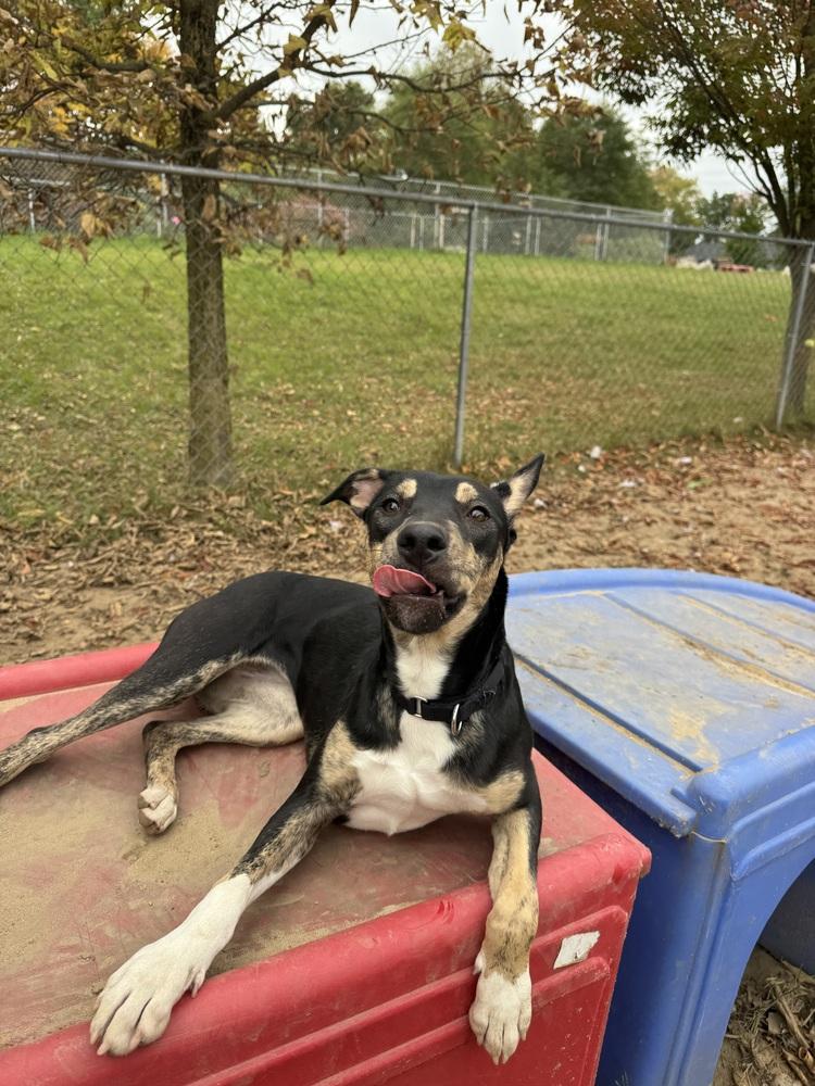 Enlarge Lady Boom Boom Barkington, a Adoptable mixed breed in Kalamazoo, MI image 5/6