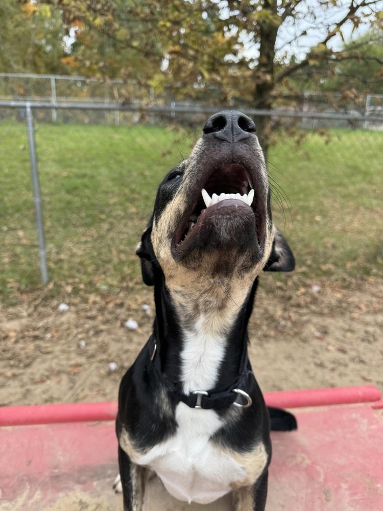 Enlarge Lady Boom Boom Barkington, a Adoptable mixed breed in Kalamazoo, MI image 6/6