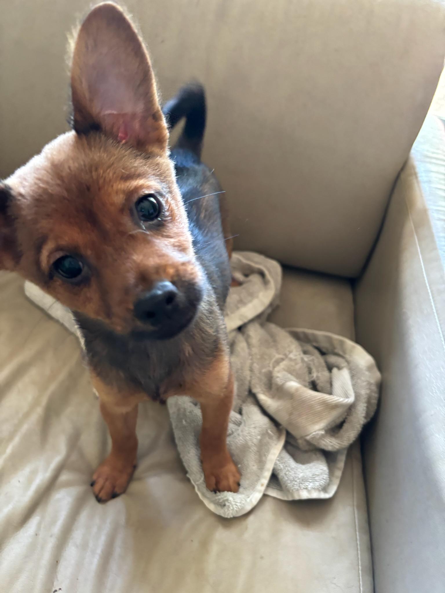 Poppy, adopted, Young Female Yorkshire Terrier & Shiba Inu.