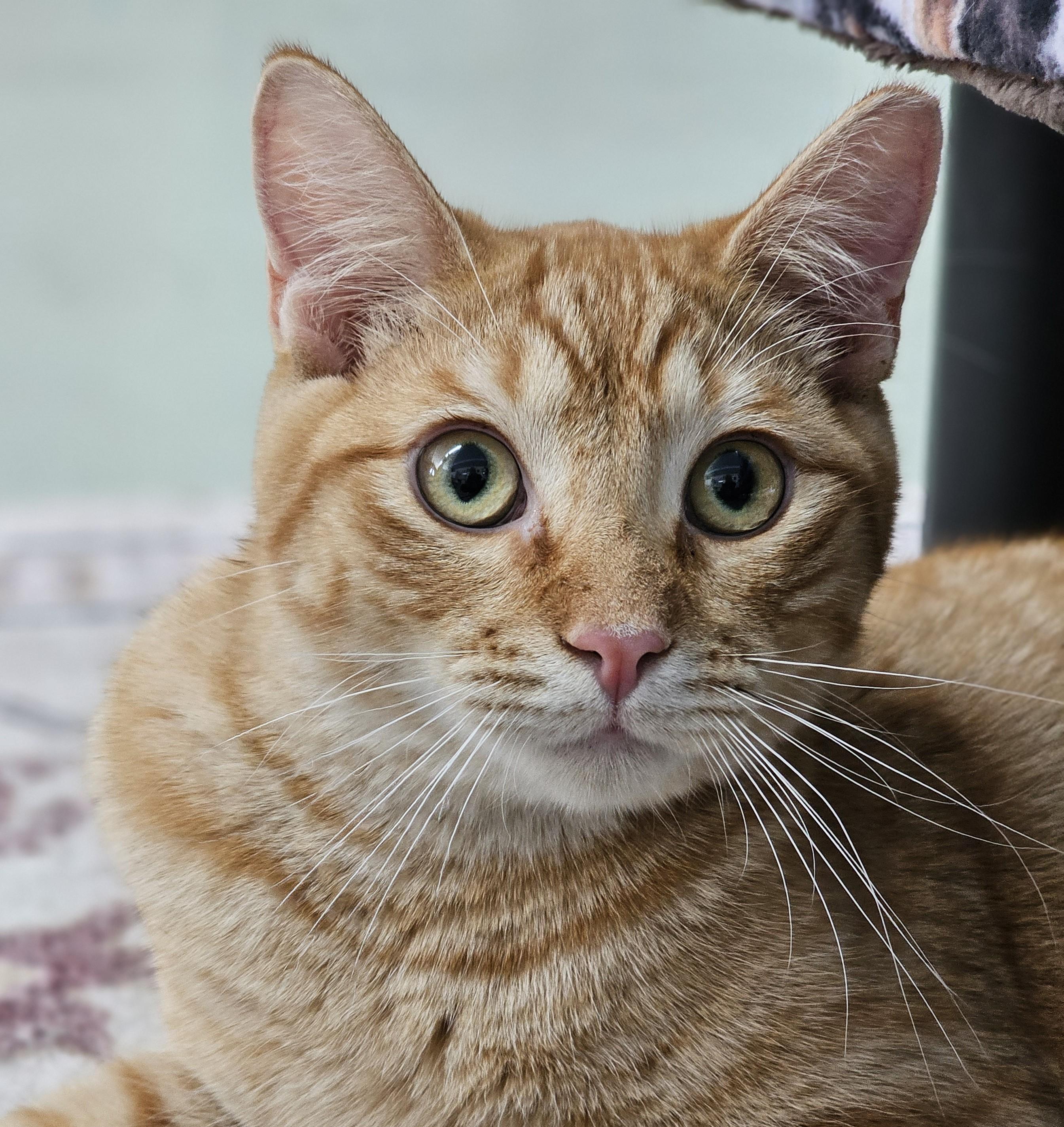 Enlarge Pineapple, a Adoptable Domestic Short Hair in Toledo, OH image 1/1