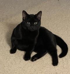 Enlarge Finnegan, a ADOPTABLE Domestic Short Hair in Toledo, OH image 2/2