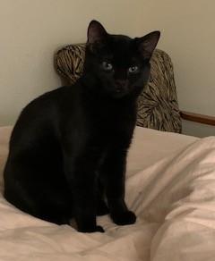 Enlarge Finnegan, a ADOPTABLE Domestic Short Hair in Toledo, OH image 1/2