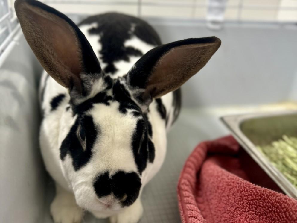 Enlarge MAVERICK, a Adoptable Rex in Loveland, CO image 1/1
