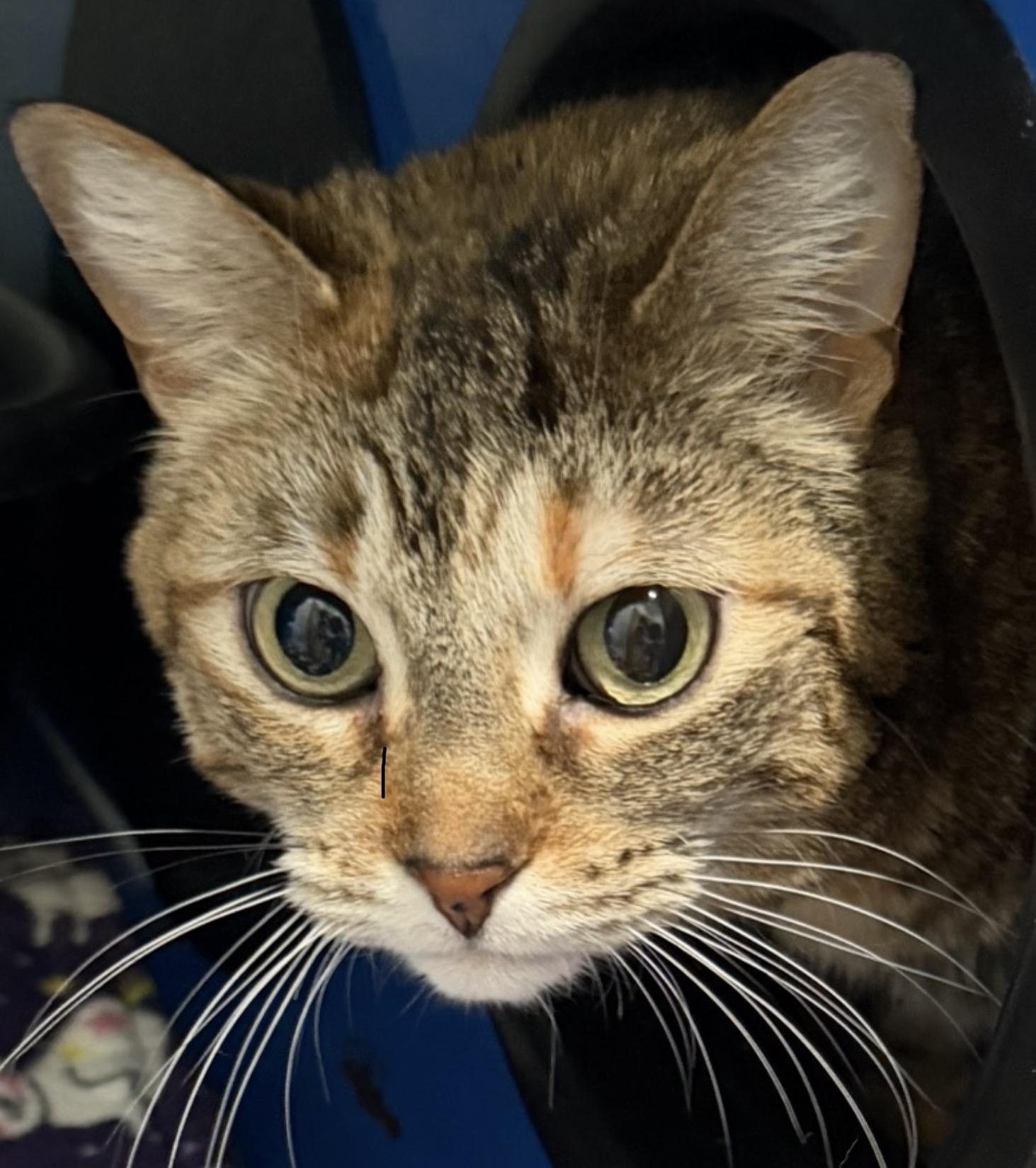 Enlarge Peanut, a Adoptable Domestic Short Hair in Sault Sainte Marie, MI image 2/2