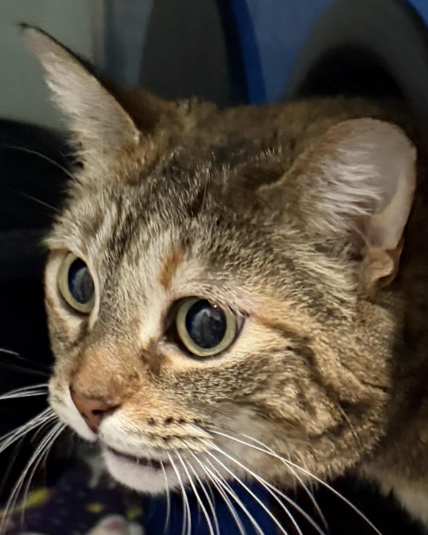 Peanut, Adoptable, Adult Female Domestic Short Hair.