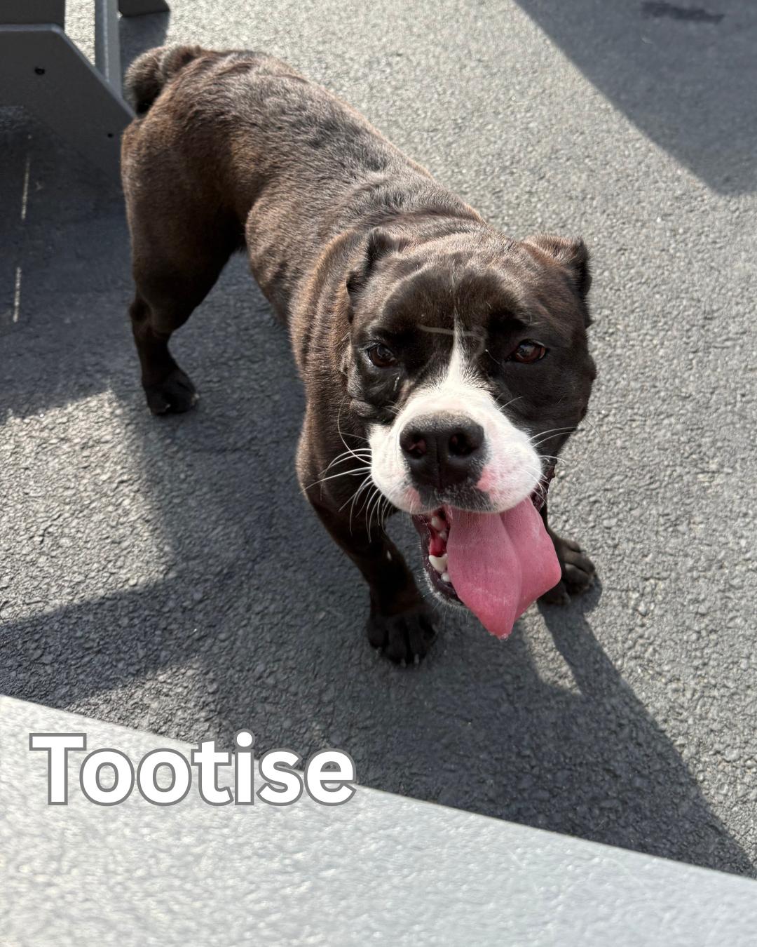 Tootsie, a Adoptable mixed breed in Fredericksburg, VA image 6/6