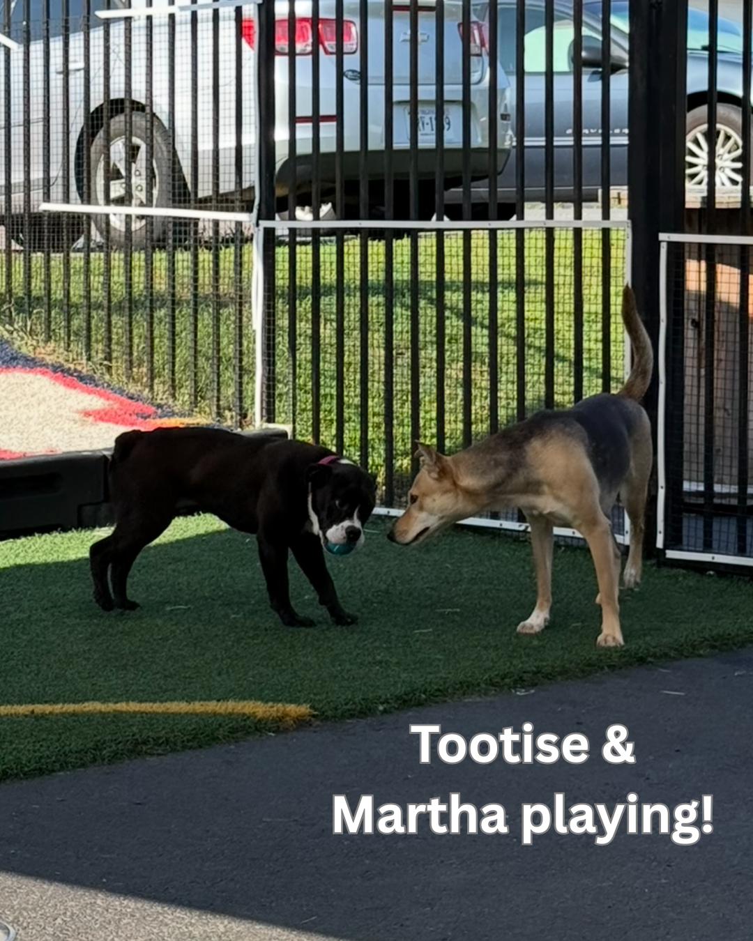 Tootsie, a Adoptable mixed breed in Fredericksburg, VA image 3/6