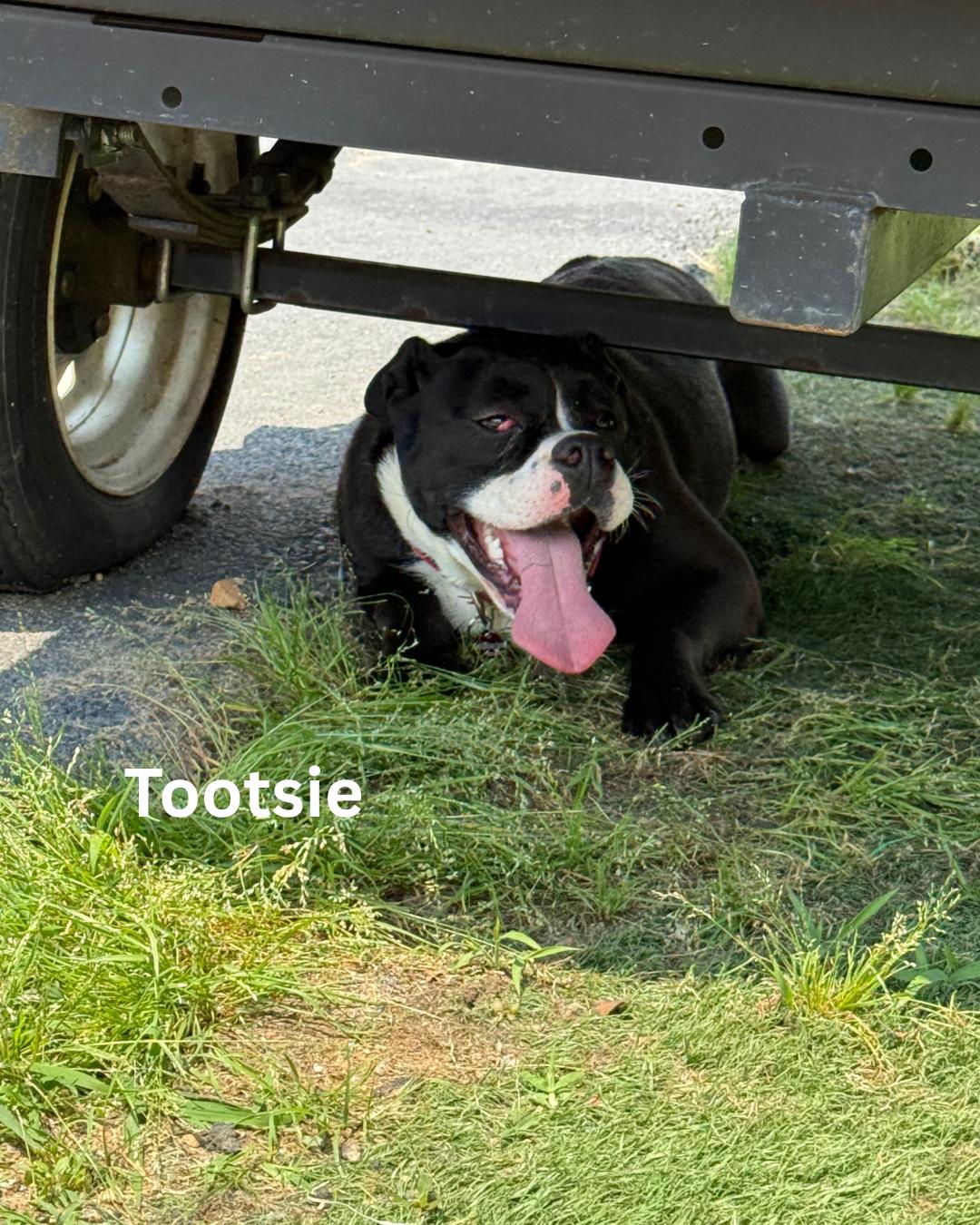 Tootsie