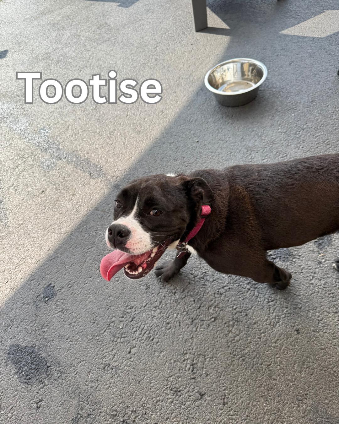 Tootsie, a Adoptable mixed breed in Fredericksburg, VA image 4/6