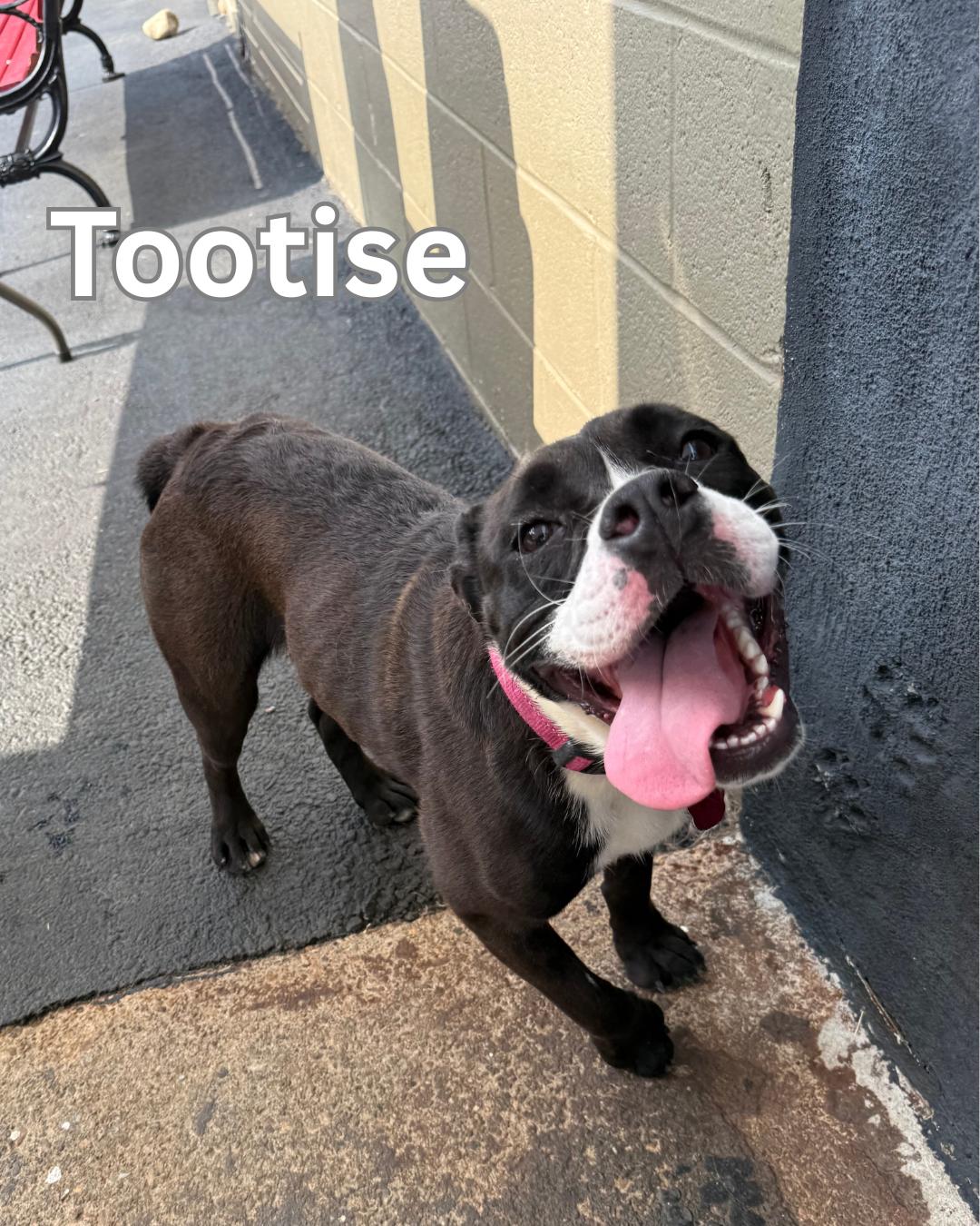 Tootsie, Adoptable, Young Female English Bulldog.