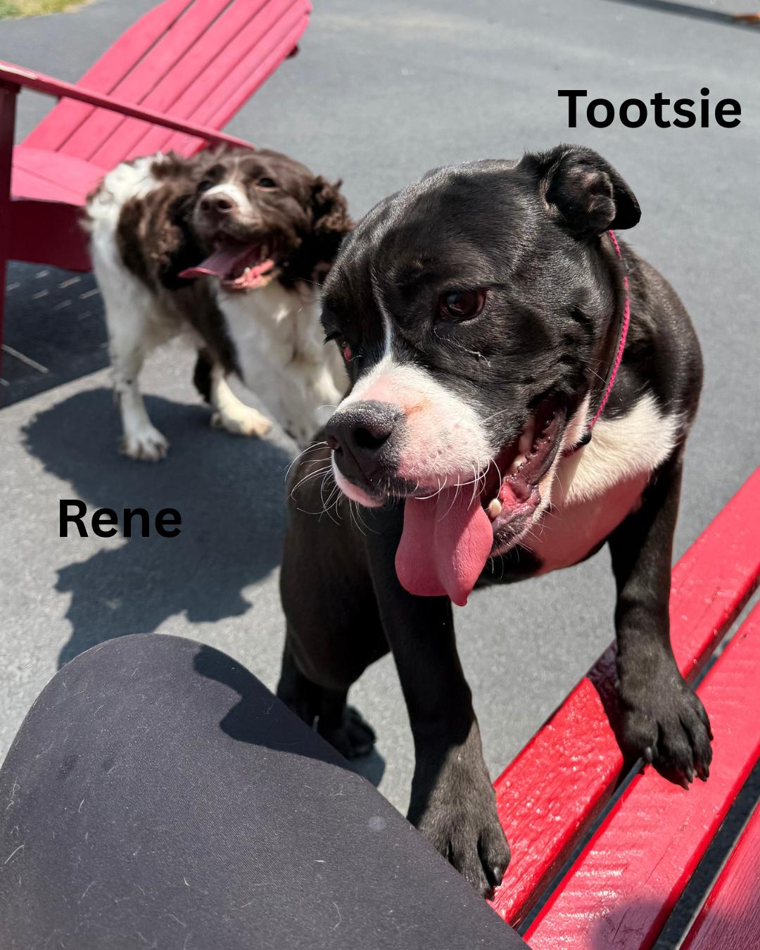 Tootsie, a Adoptable mixed breed in Fredericksburg, VA image 2/6