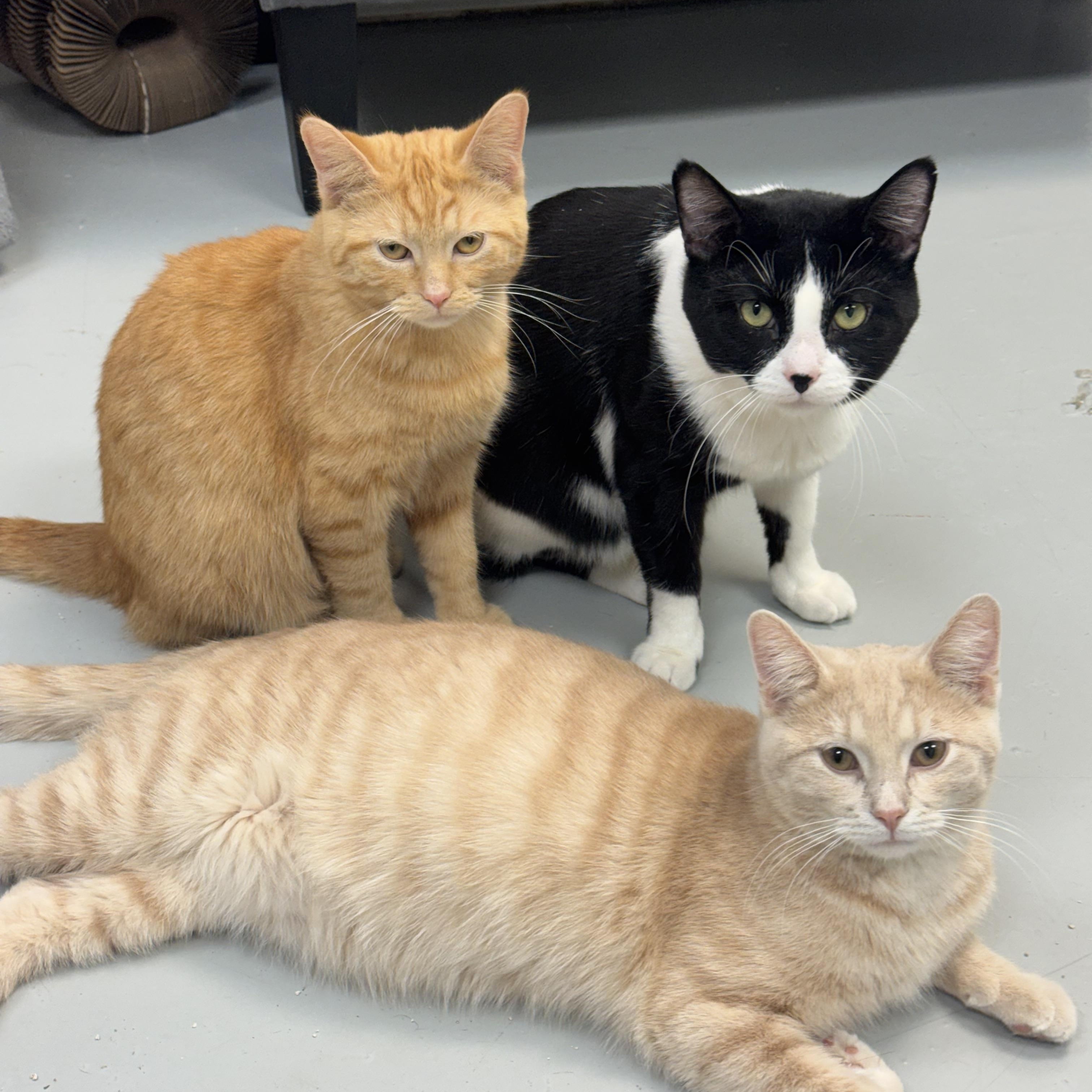 Enlarge Cow, a Adoptable Domestic Short Hair in Crystal Lake, IL image 3/3