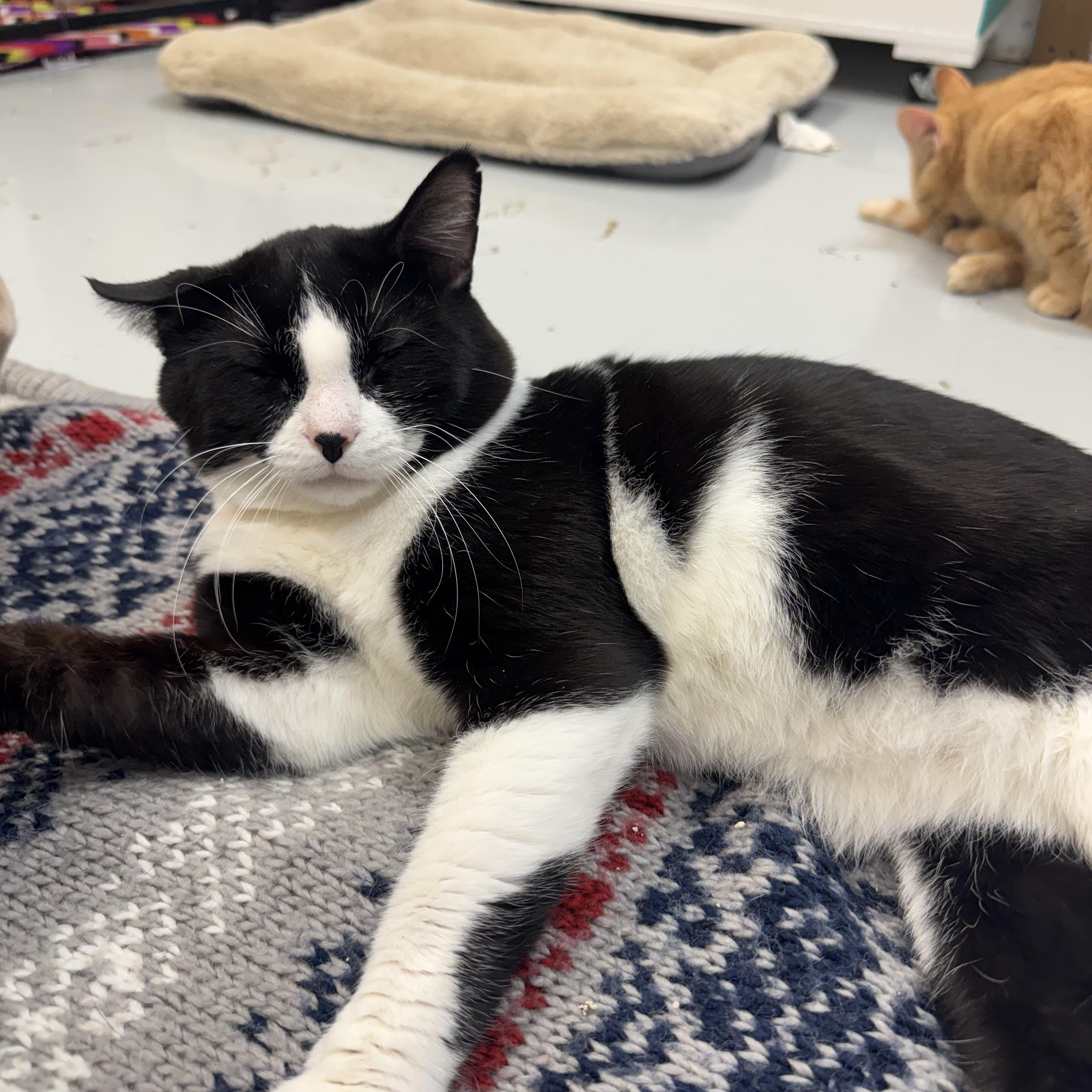 Enlarge Cow, a Adoptable Domestic Short Hair in Crystal Lake, IL image 1/3