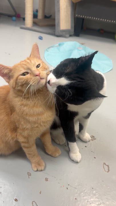 Enlarge Cow, a Adoptable Domestic Short Hair in Crystal Lake, IL video 3/5