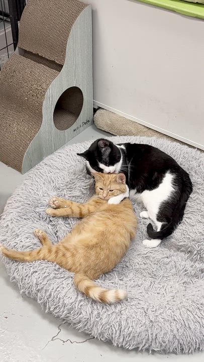 Enlarge Cow, a Adoptable Domestic Short Hair in Crystal Lake, IL video 4/5