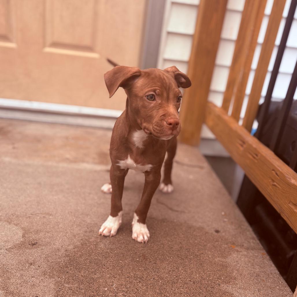 Enlarge Danish , a ADOPTABLE Pit Bull Terrier in Fenton, MI image 1/1