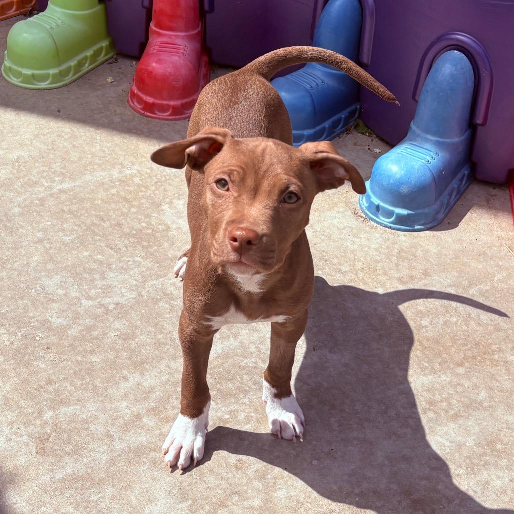 Danish , ADOPTABLE, Puppy Female Pit Bull Terrier.