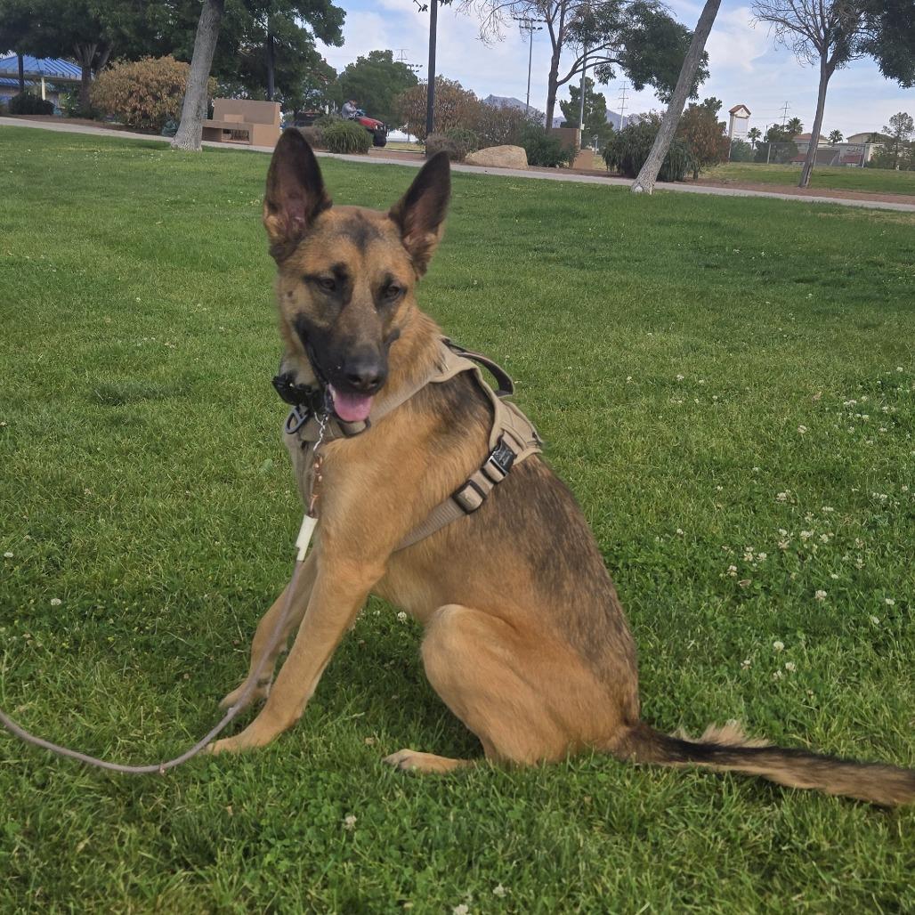 Parker, Adoptable, Young Female German Shepherd Dog & Belgian Shepherd / Malinois.