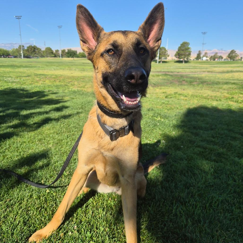 Parker, a Adoptable mixed breed in Las Vegas, NV image 2/5