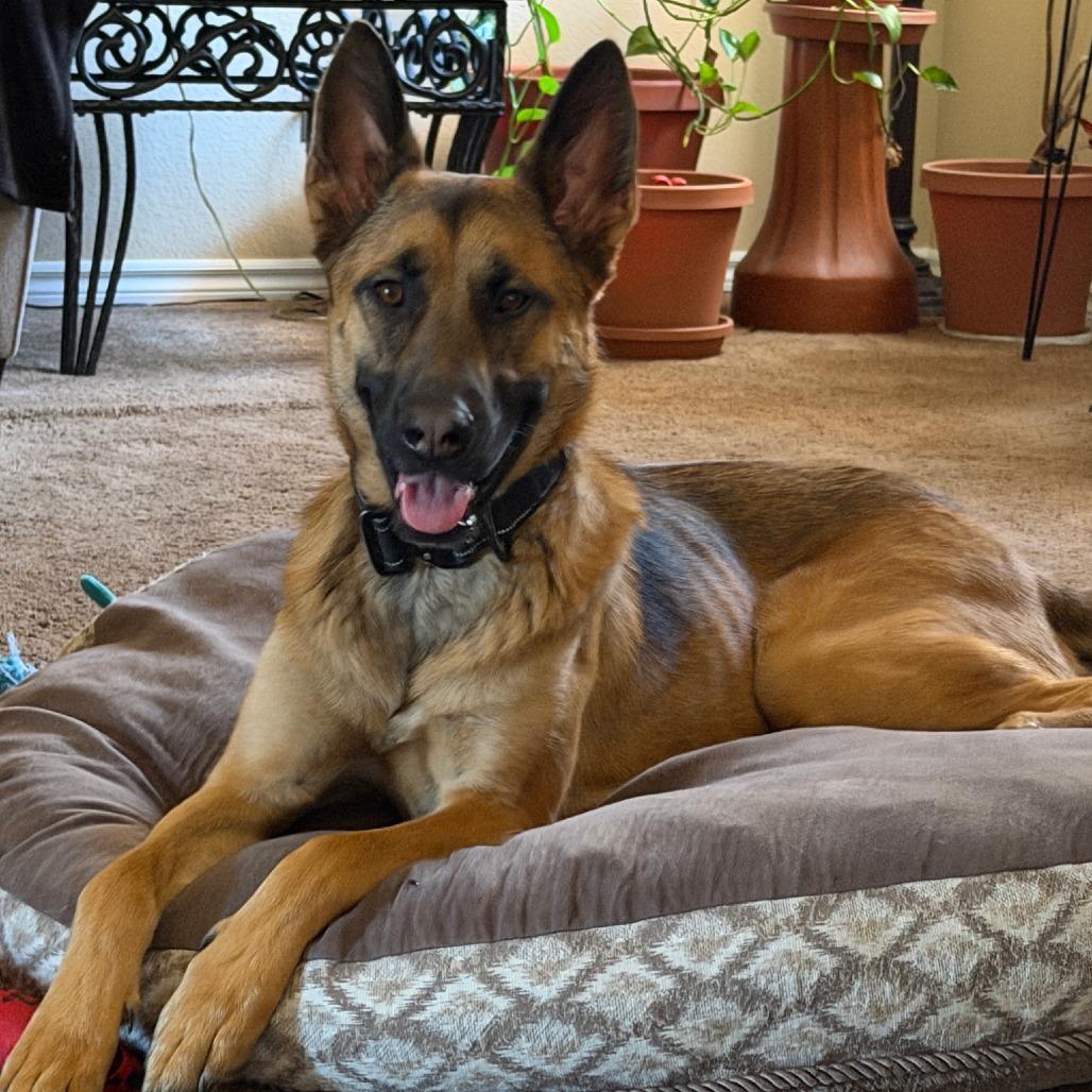 Enlarge Parker, a Adoptable mixed breed in Las Vegas, NV image 3/5