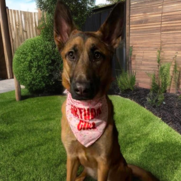 Parker, a Adoptable mixed breed in Las Vegas, NV image 3/5