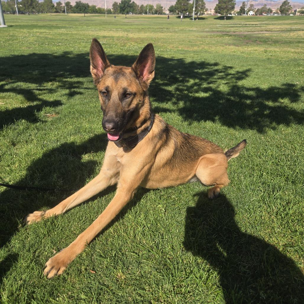 Parker, a Adoptable mixed breed in Las Vegas, NV image 5/5