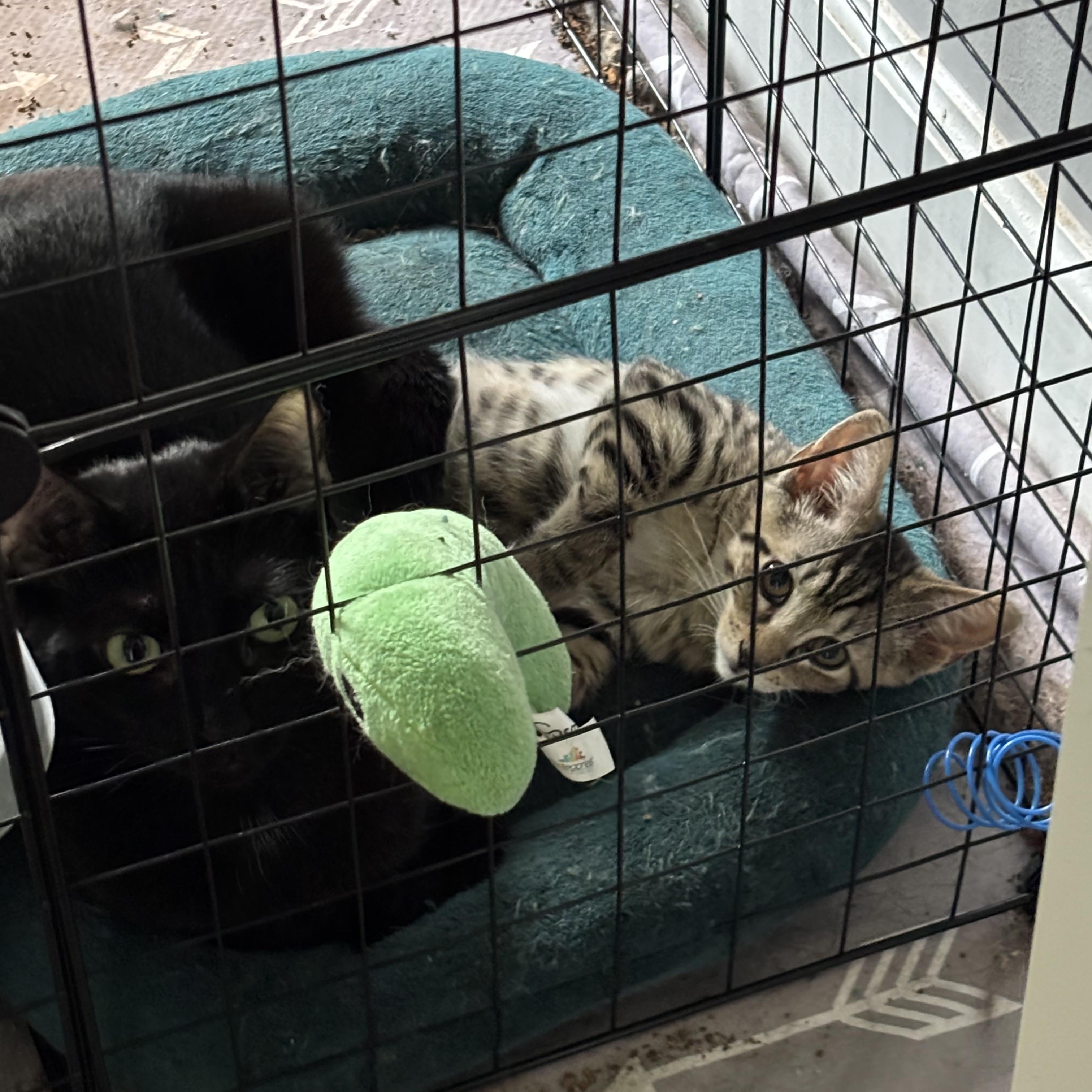 Enlarge Rue, a Adoptable Domestic Short Hair in Nashville, TN image 5/6