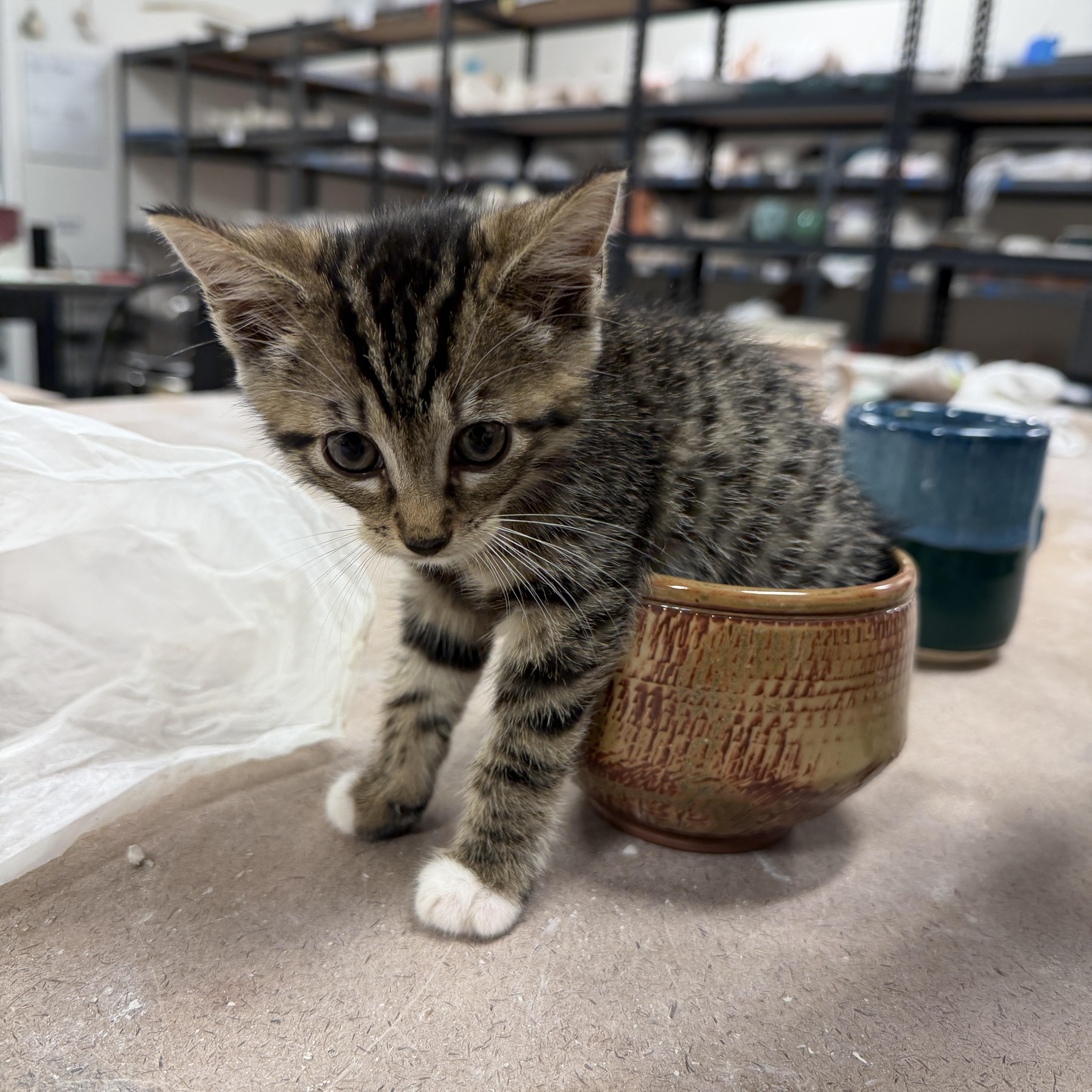Enlarge Rue, a Adoptable Domestic Short Hair in Nashville, TN image 2/6