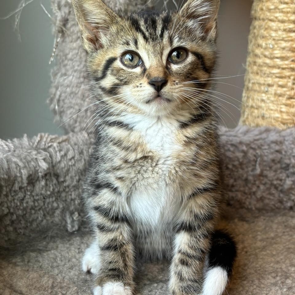 Enlarge Rue, a Adoptable Domestic Short Hair in Nashville, TN image 3/6