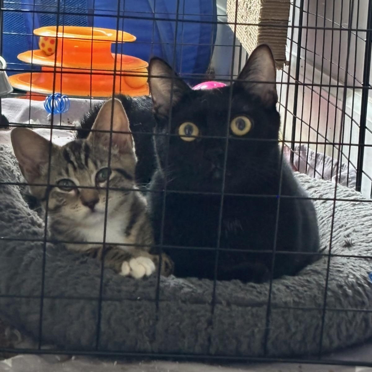 Enlarge Rue, a Adoptable Domestic Short Hair in Nashville, TN image 6/6