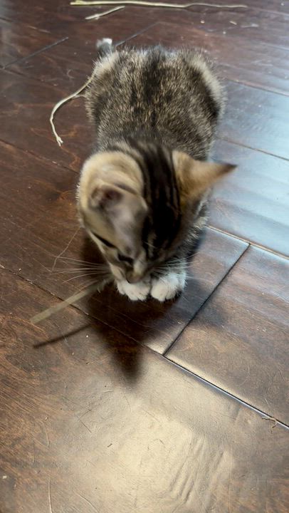 Enlarge Rue, a Adoptable Domestic Short Hair in Nashville, TN video 4/6