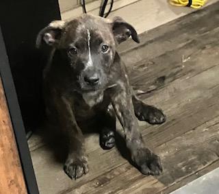 BULLWINKLE 204-26, ADOPTABLE, Puppy Male Australian Cattle Dog / Blue Heeler.