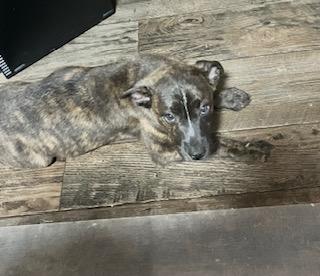 BULLWINKLE 204-26, a ADOPTABLE mixed breed in Cambridge, OH image 2/3