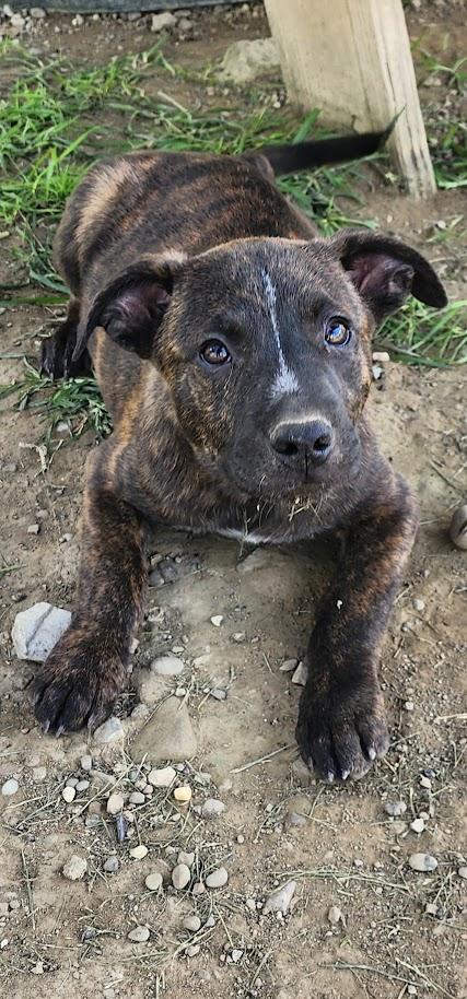 Enlarge BULLWINKLE 204-26, a ADOPTABLE mixed breed in Cambridge, OH image 1/6