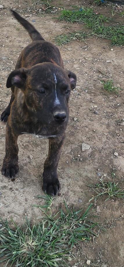 Enlarge BULLWINKLE 204-26, a ADOPTABLE mixed breed in Cambridge, OH image 6/6