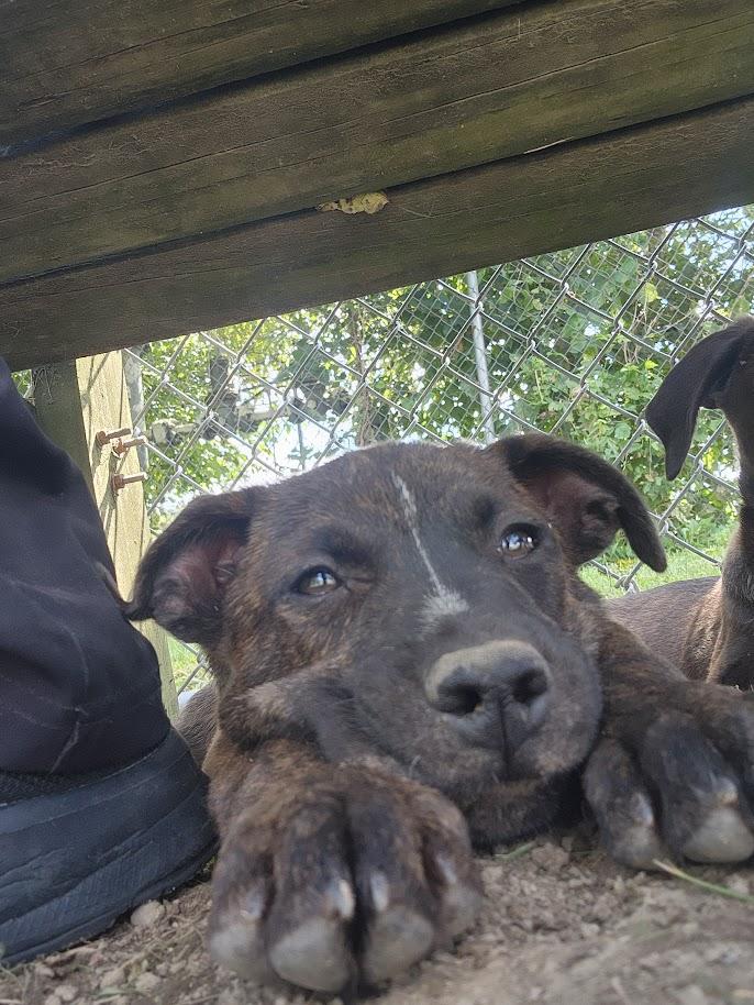Enlarge BULLWINKLE 204-26, a ADOPTABLE mixed breed in Cambridge, OH image 4/6