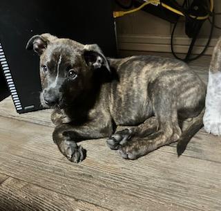 BULLWINKLE 204-26, a ADOPTABLE mixed breed in Cambridge, OH image 3/3