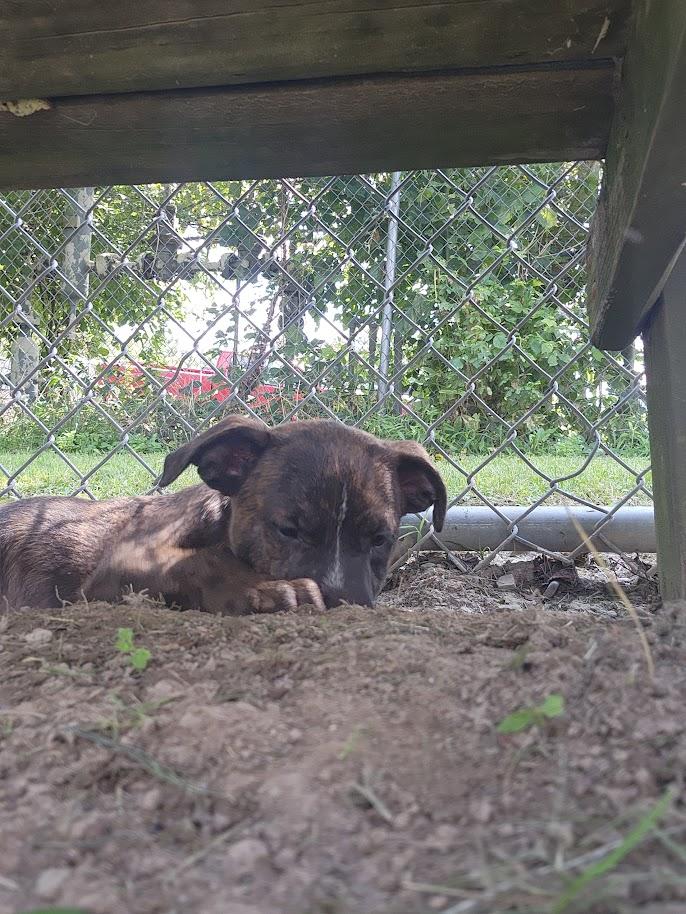Enlarge BULLWINKLE 204-26, a ADOPTABLE mixed breed in Cambridge, OH image 5/6