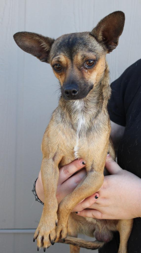 Enlarge Josh, a Adoptable mixed breed in Vacaville, CA image 1/1