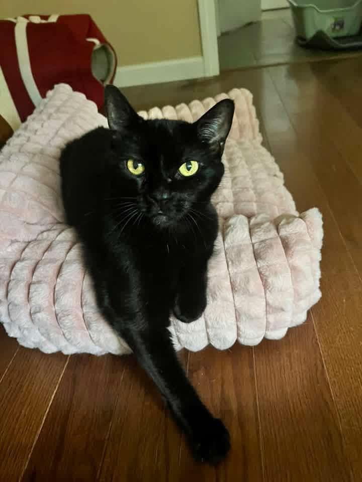 Willow, Adoptable, Adult Female Domestic Short Hair.