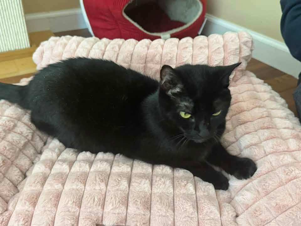 Willow, a Adoptable mixed breed in Enfield, CT image 5/5