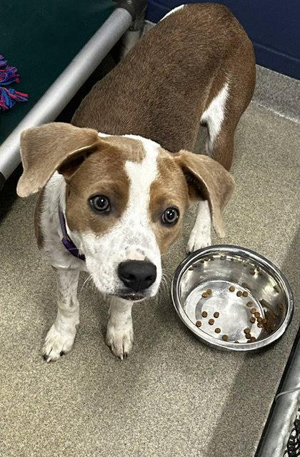 Tucker 7 months AVAILABLE 8/12, Adoptable, Young Male Mixed Breed.
